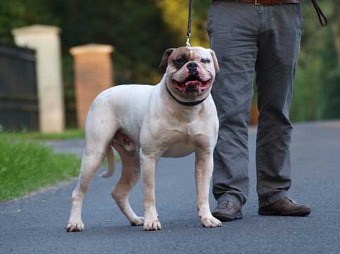 amerikaanse bulldog Falcon